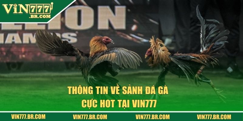 Thông tin về sảnh đá gà cực hot tại Vin777